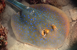 Sipadan_2015_Raie pastenague a taches bleues_Taeniura lymna_IMG_2789_rc